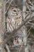 Barred Owl 14