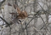 Barred Owl 15