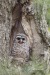 Barred Owl 02