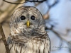Barred Owl 03