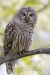 Barred Owl 05