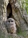Barred Owl 06