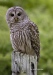 Barred Owl 07
