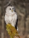 Barred Owl 08