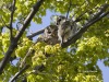 Barred Owl 10