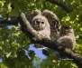 Barred Owl 11