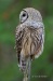Barred Owl 19