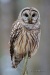 Barred Owl 20