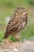 Burrowing Owl 01