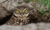 Burrowing Owl 02