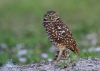 Burrowing Owl 04