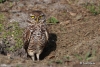 Burrowing Owl 06