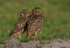 Burrowing Owl 08