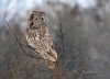 Great Gray Owl 14