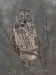 Great Gray Owl 15