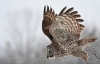 Great Gray Owl 17