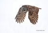 Great Gray Owl 22
