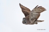 Great Gray Owl 23