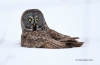 Great Gray Owl 24