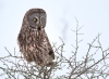 Great Gray Owl 27