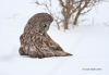 Great Gray Owl 28