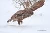 Great Gray Owl 29