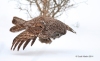 Great Gray Owl 30