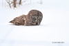 Great Gray Owl 33