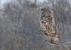 Great Gray Owl 16