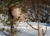 Great Gray Owl 09