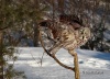 Great Gray Owl 10