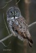 Great Gray Owl 01