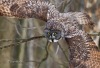 Great Gray Owl 02