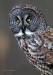 Great Gray Owl 05