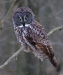 Great Gray Owl 06