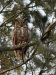 Great Horned Owl 01