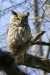 Great Horned Owl 02