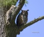 Great Horned Owl 03