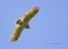 Great Horned Owlet 02