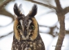 Long Eared Owl 09