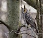 Long Eared Owl 01