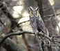 Long Eared Owl 02