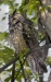 Long Eared Owl 04