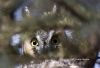 Long Eared Owl 06