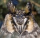 Long Eared Owl 08