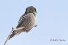 Northern Hawk Owl 02
