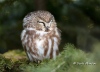 Saw Whet Owl 01