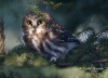 Saw Whet Owl 02