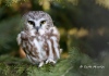Saw Whet Owl 04