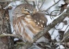 Saw Whet Owl 07